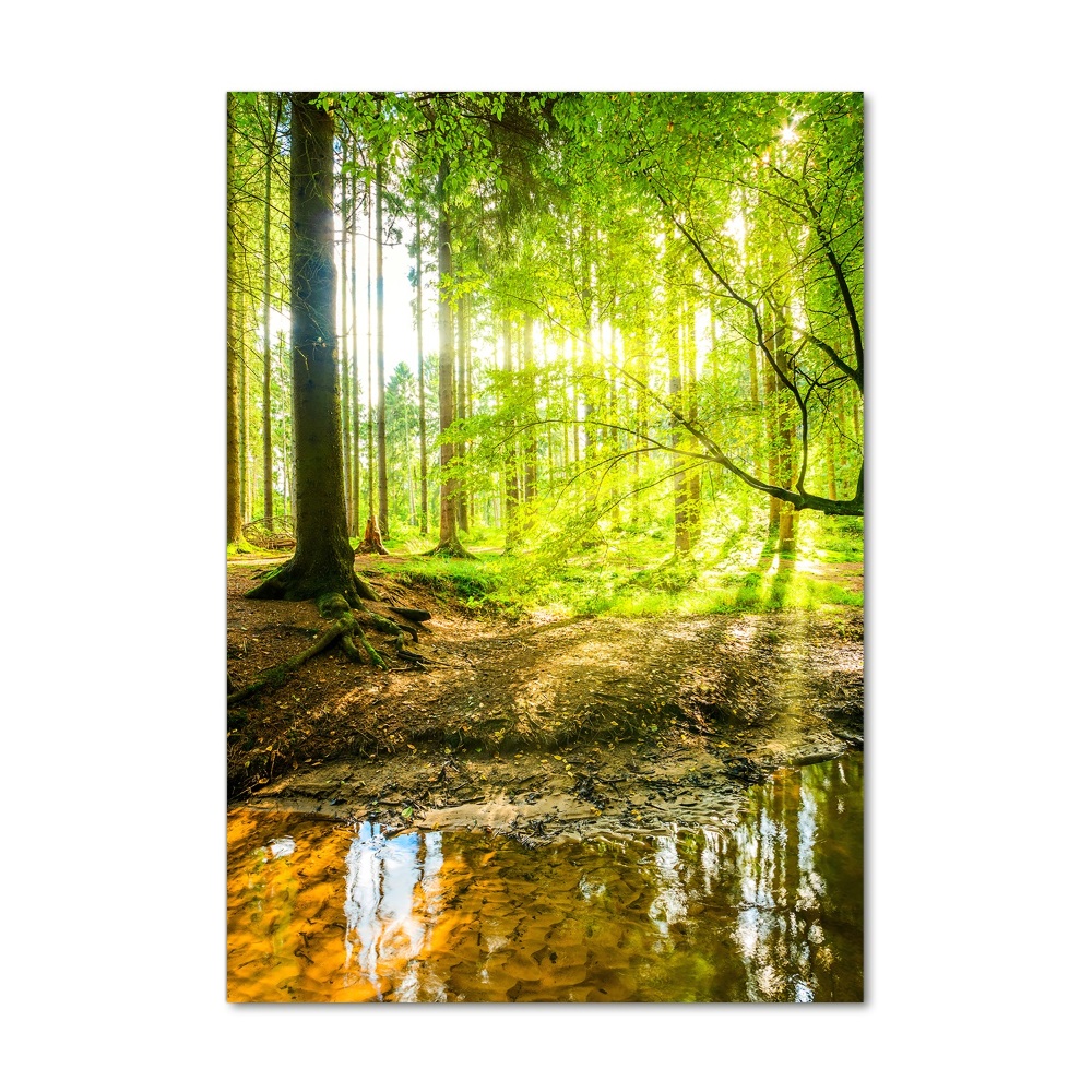 Tableau sur verre acrylique Soleil dans la forêt