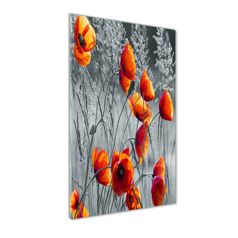 Tableau verre acrylique Fleurs de coquelicots rouges