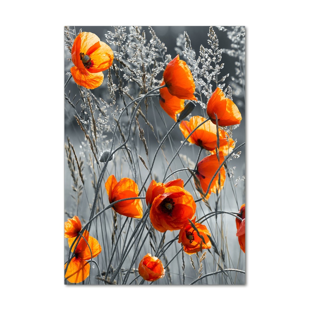 Tableau sur verre acrylique Coquelicots des champs