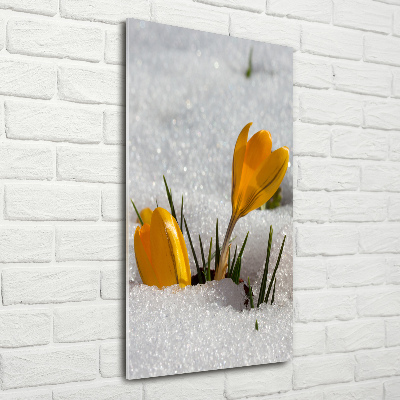 Tableau en acrylique Crocus jaunes