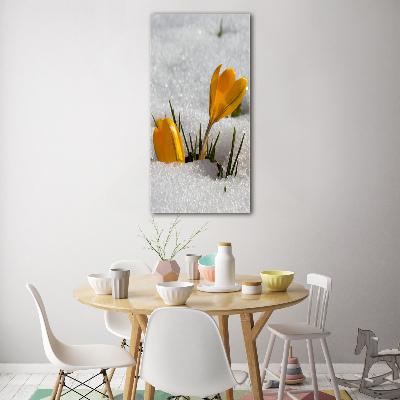 Tableau en acrylique Crocus jaunes