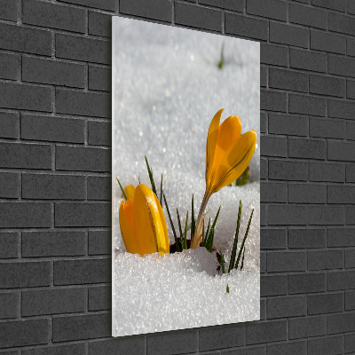 Tableau en acrylique Crocus jaunes