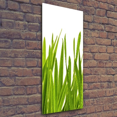 Tableau verre acrylique Herbe verte