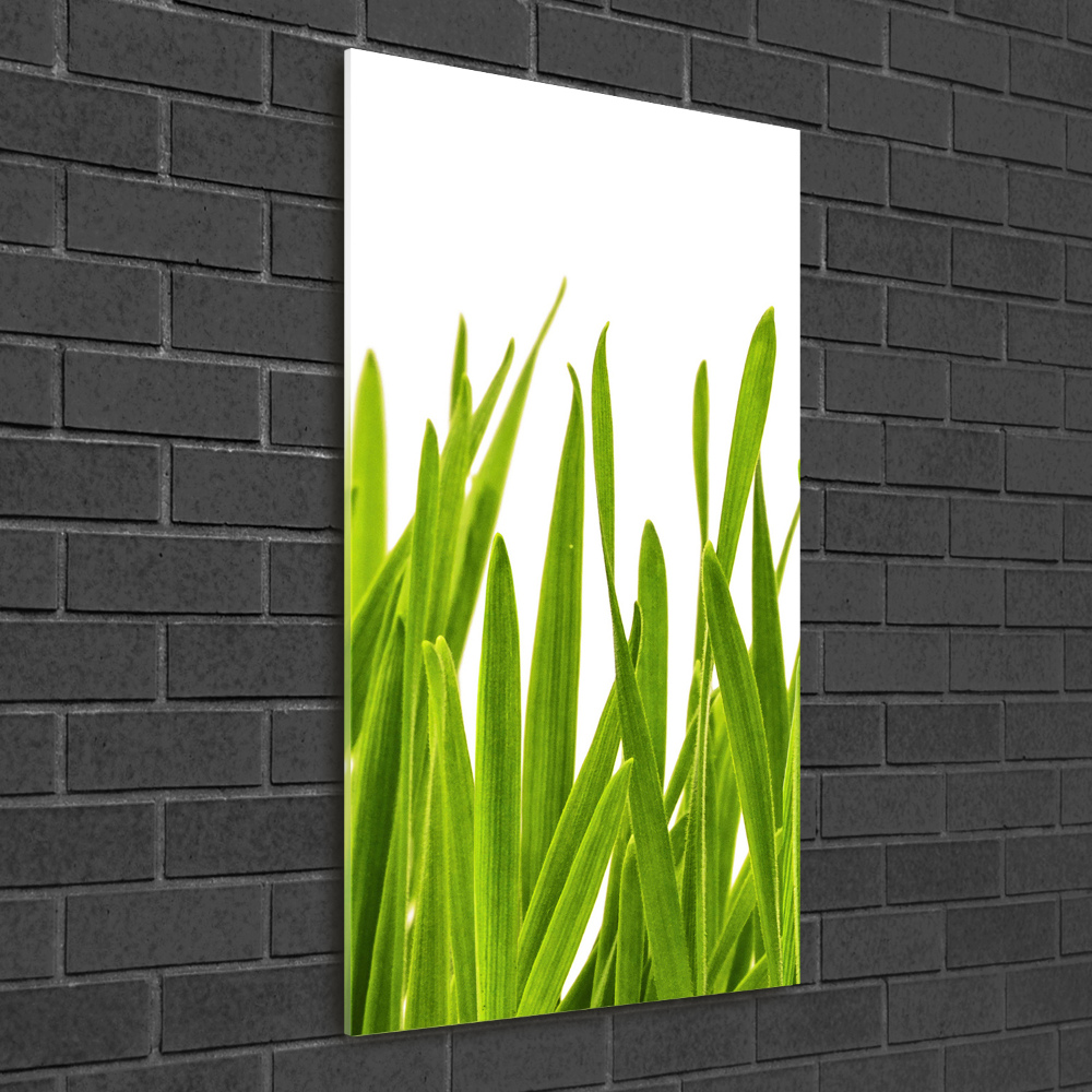 Tableau verre acrylique Herbe verte