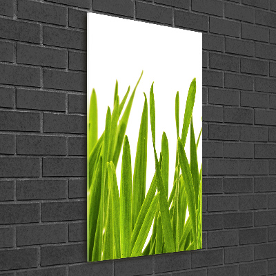 Tableau verre acrylique Herbe verte