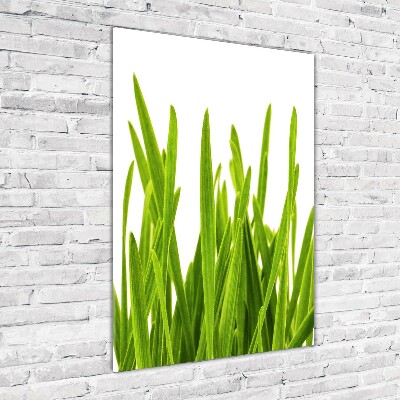 Tableau verre acrylique Herbe verte