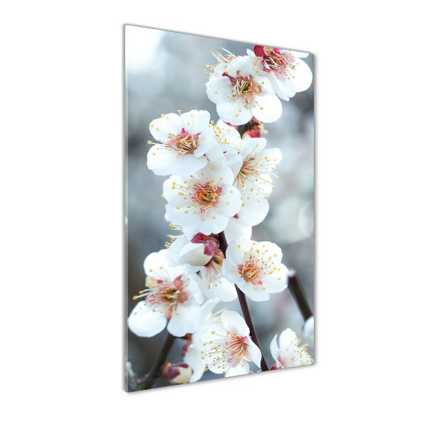 Fleurs de cerisier