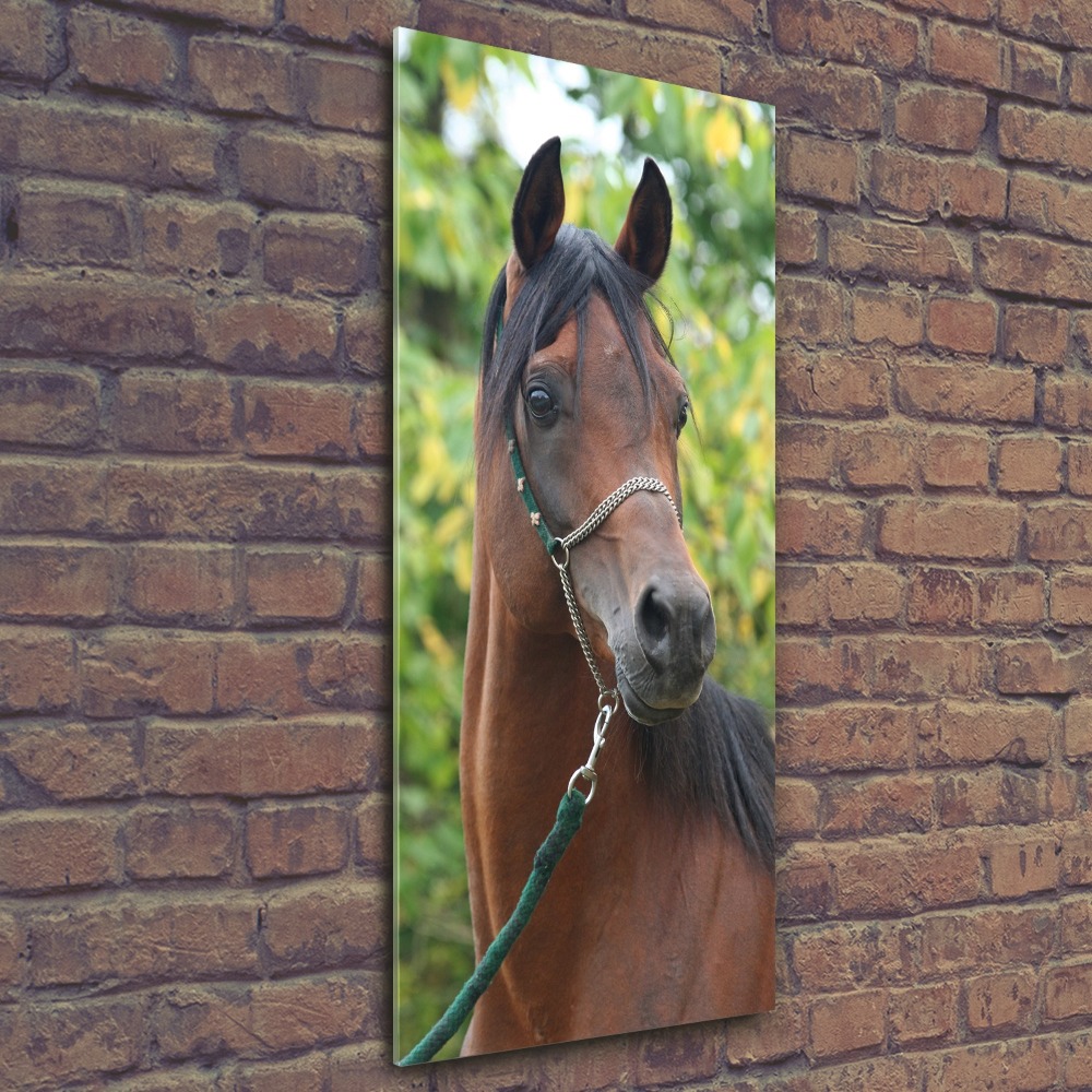 Tableau en acrylique Portrait d'un cheval