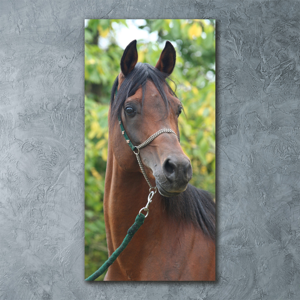 Tableau en acrylique Portrait d'un cheval