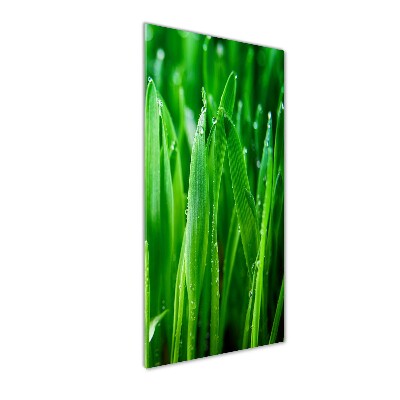 Tableau sur verre acrylique Tiges d'herbe