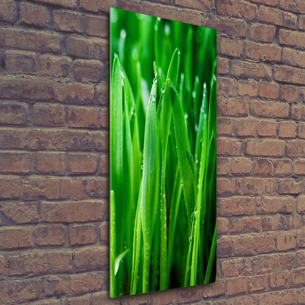 Tableau sur verre acrylique Tiges d'herbe