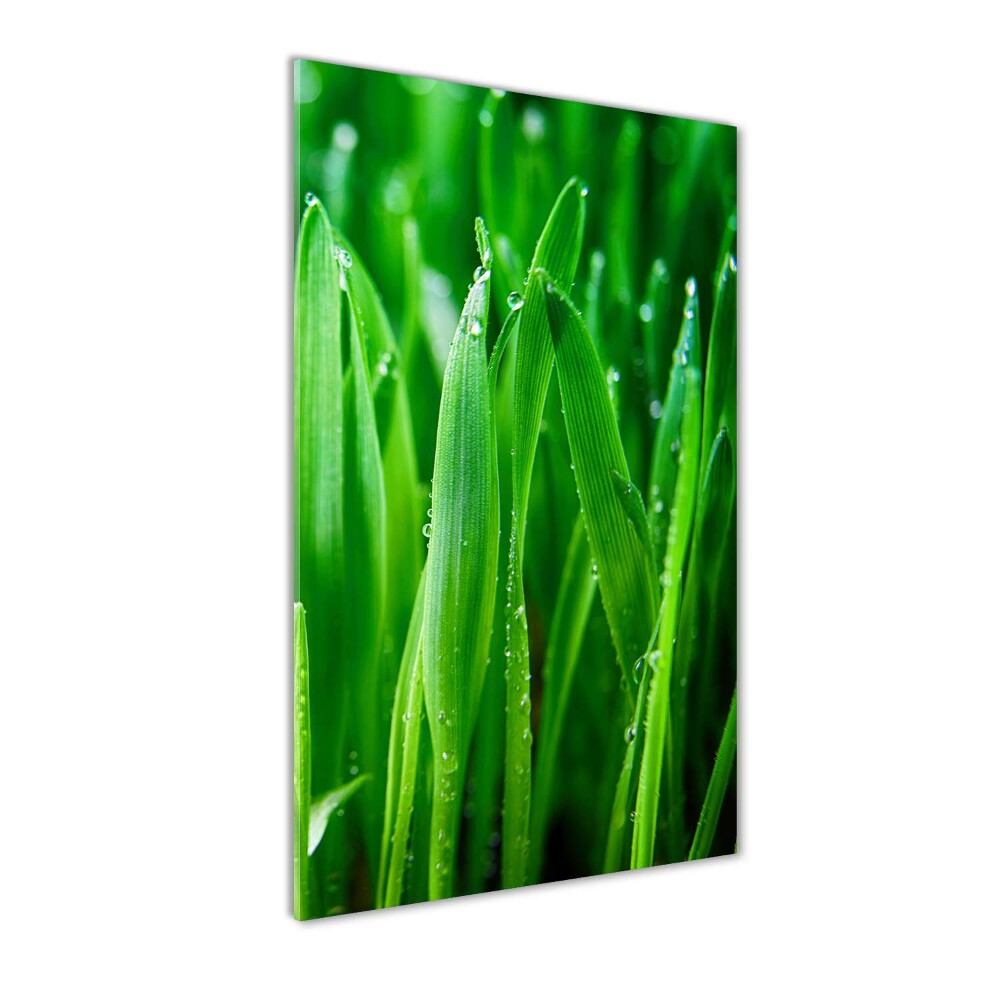 Tableau sur verre acrylique Tiges d'herbe