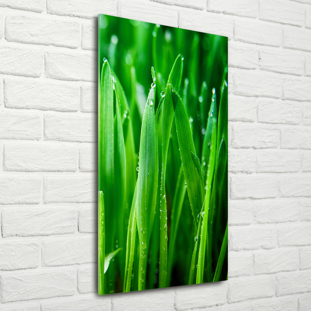 Tableau sur verre acrylique Tiges d'herbe