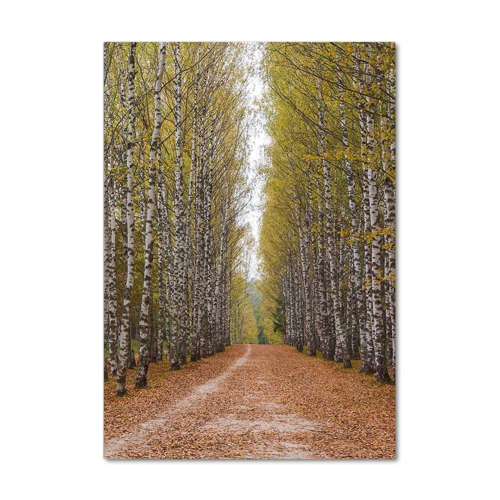 Tableau verre acrylique Forêt de bouleaux