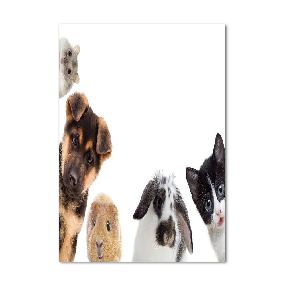 Tableau verre acrylique Animaux domestiques