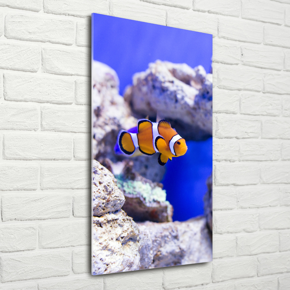 Acrylique tableau Poisson Nemo