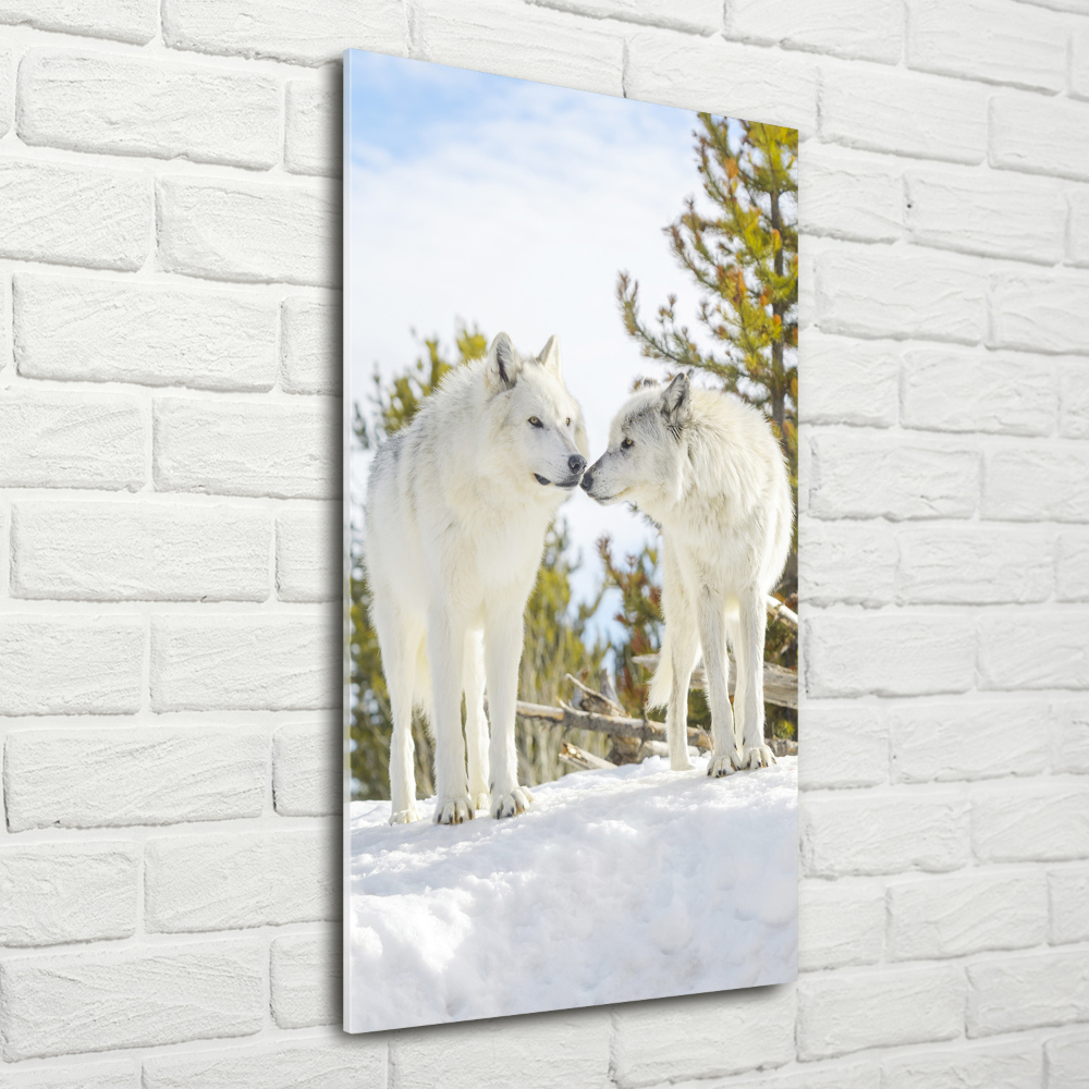 Tableau sur verre acrylique Deux loups blancs