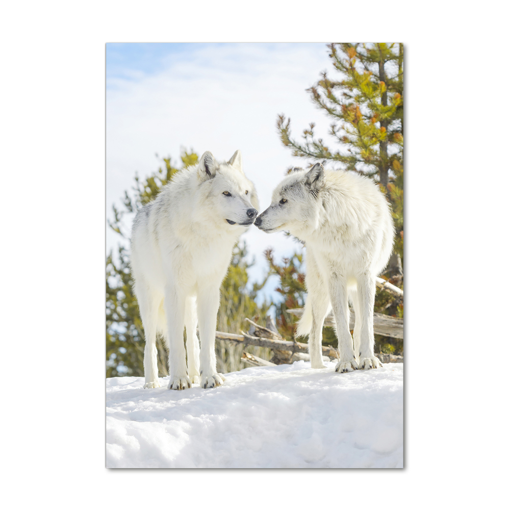 Tableau sur verre acrylique Deux loups blancs