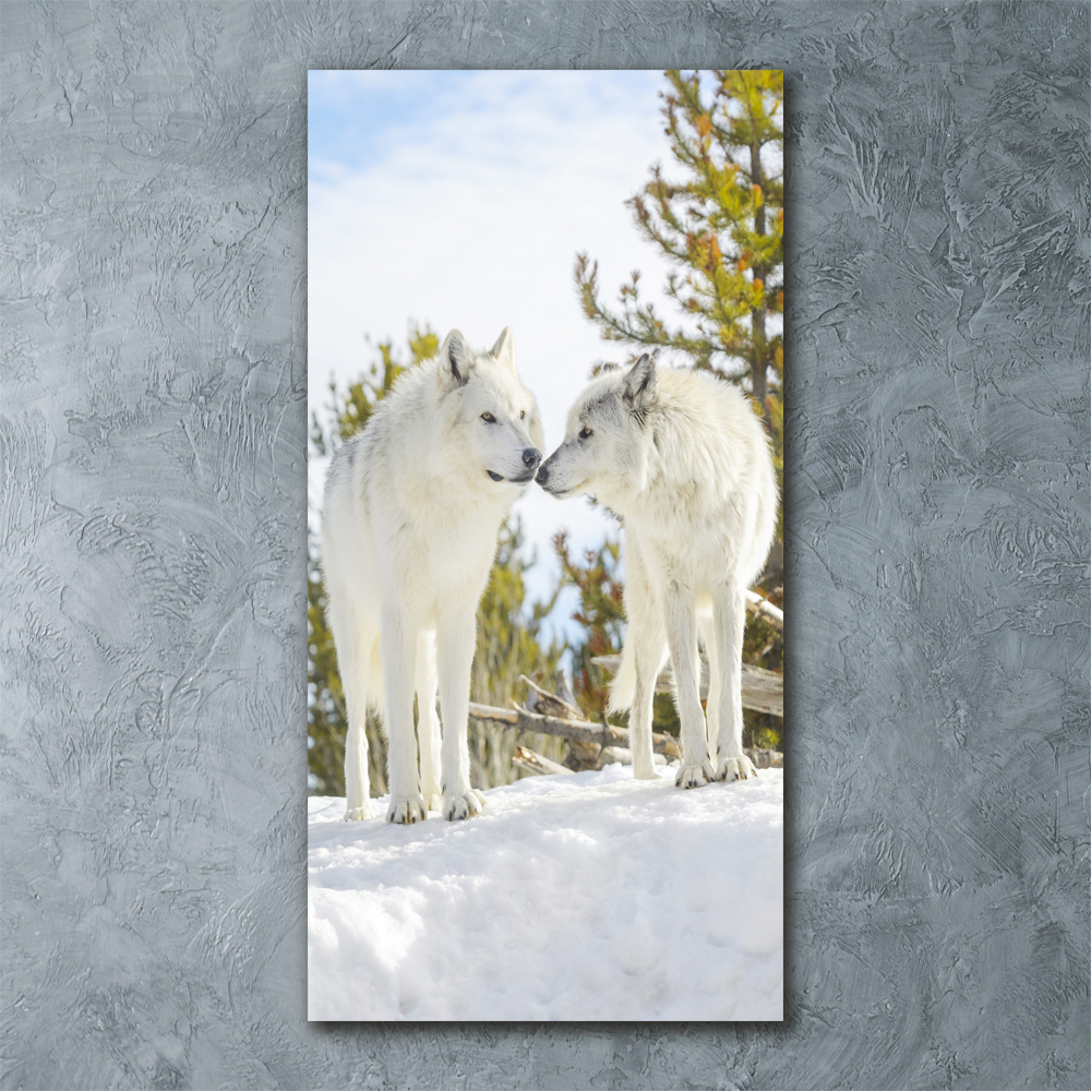 Tableau sur verre acrylique Deux loups blancs