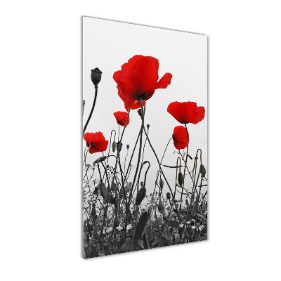 Tableau en acrylique Coquelicots rouges