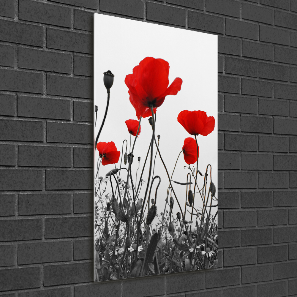 Tableau en acrylique Coquelicots rouges