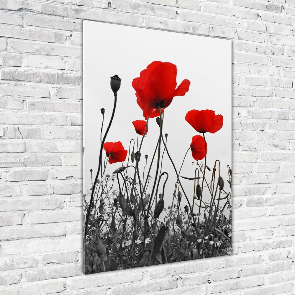 Tableau en acrylique Coquelicots rouges