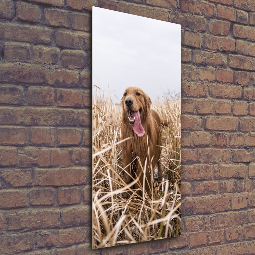 Tableau sur verre acrylique Golden retriever