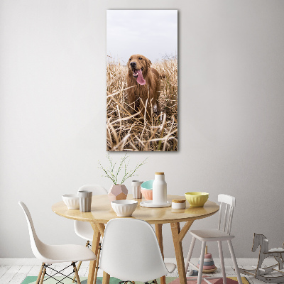 Tableau sur verre acrylique Golden retriever