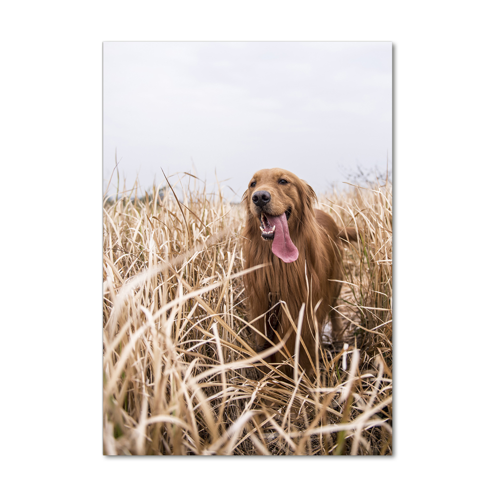 Tableau sur verre acrylique Golden retriever