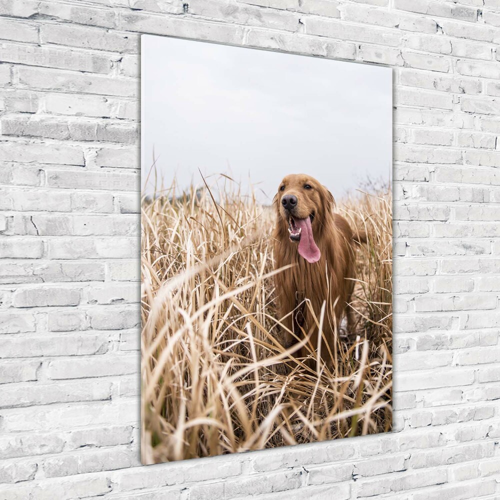 Tableau sur verre acrylique Golden retriever