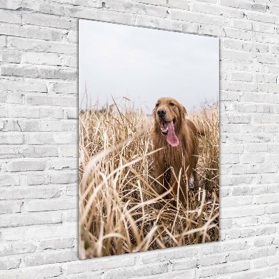 Tableau sur verre acrylique Golden retriever