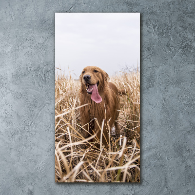 Tableau sur verre acrylique Golden retriever