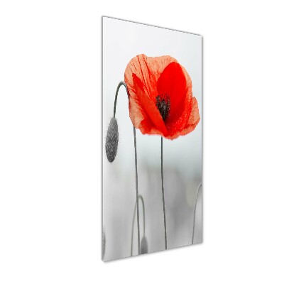 Tableau verre acrylique Coquelicots des champs