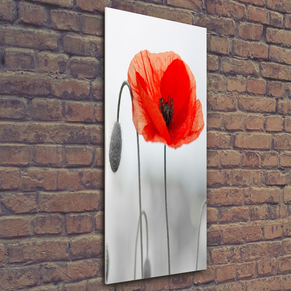 Tableau verre acrylique Coquelicots des champs