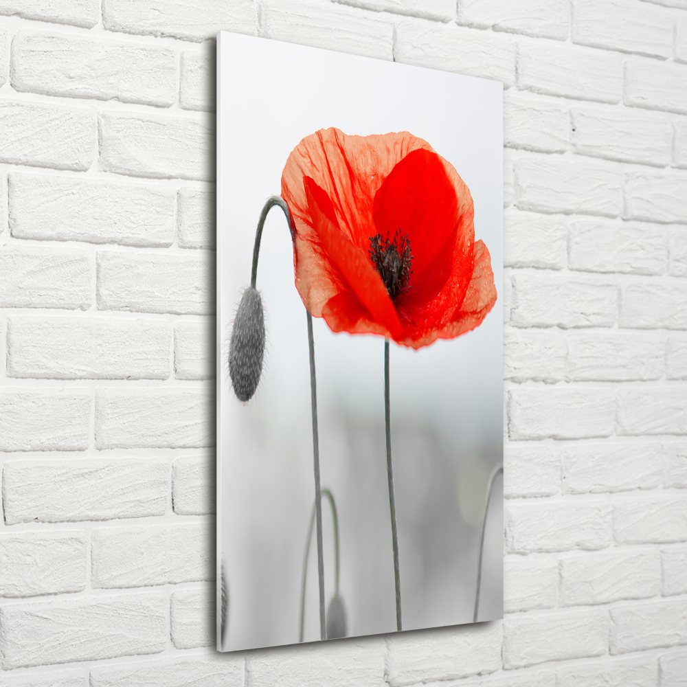 Tableau verre acrylique Coquelicots des champs