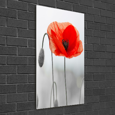 Tableau verre acrylique Coquelicots des champs