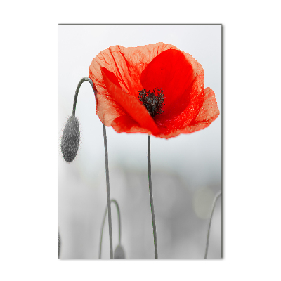 Tableau verre acrylique Coquelicots des champs