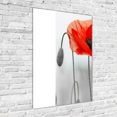 Tableau verre acrylique Coquelicots des champs