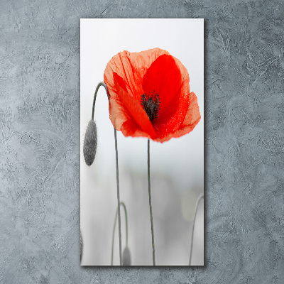 Tableau verre acrylique Coquelicots des champs