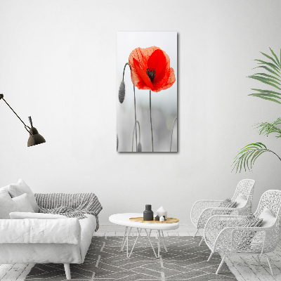 Tableau verre acrylique Coquelicots des champs