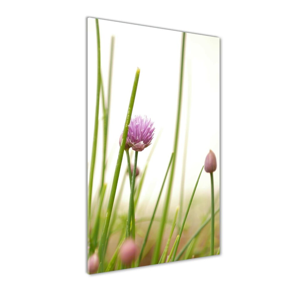 Tableau verre acrylique Fleur de ciboulette