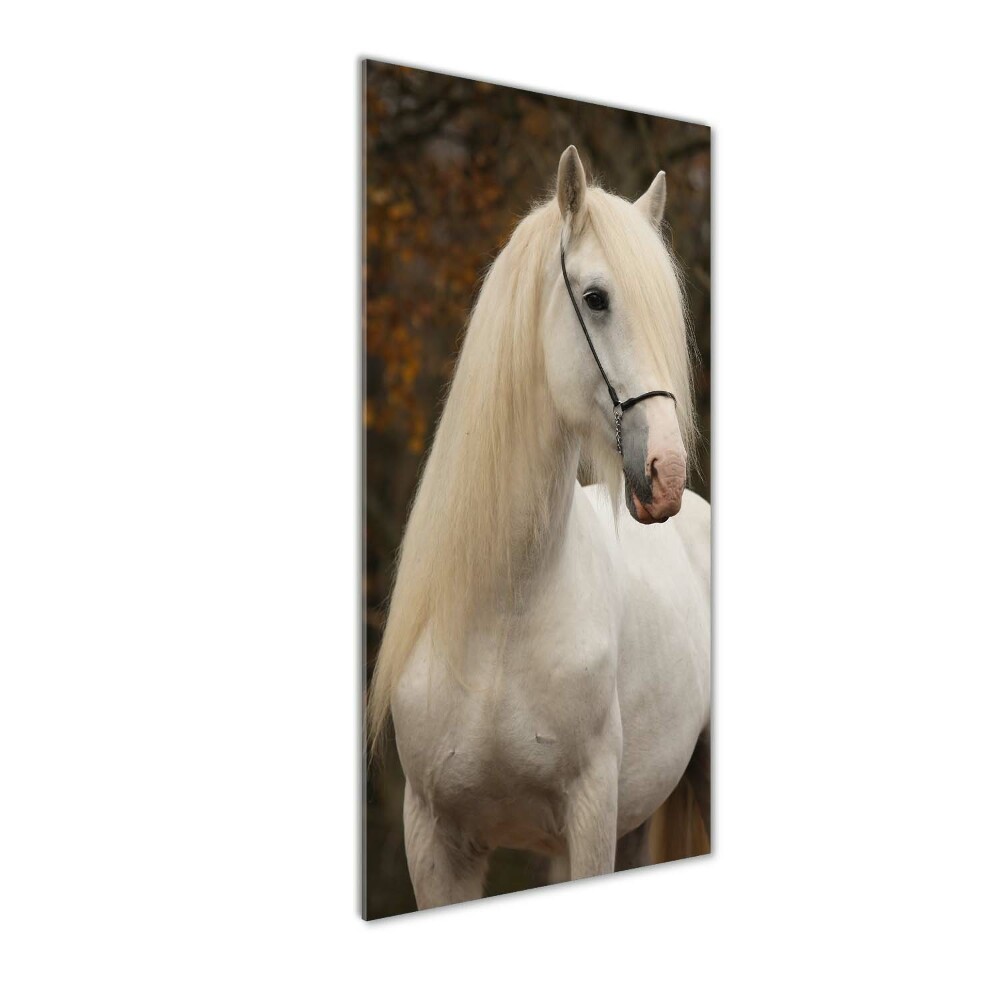 Tableau verre acrylique Cheval blanc