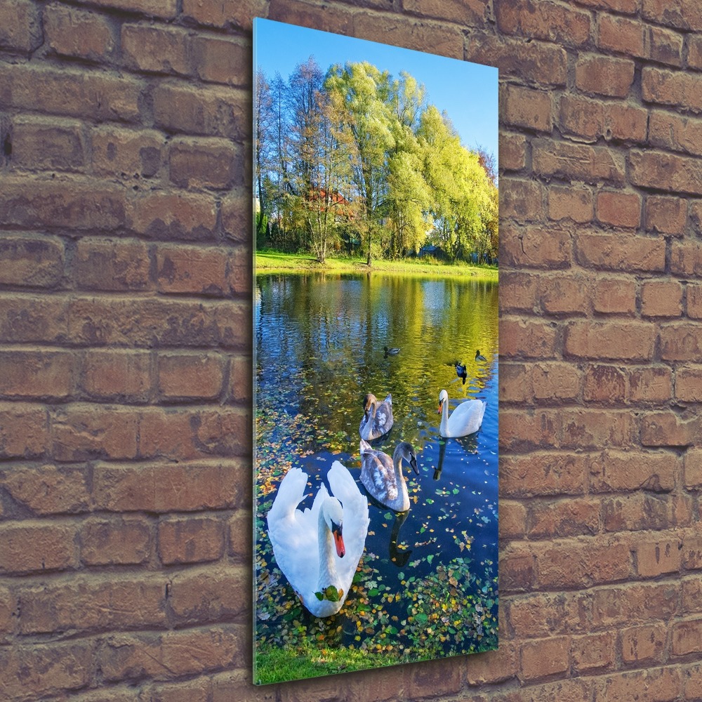 Tableau en acrylique Cygnes sur un étang