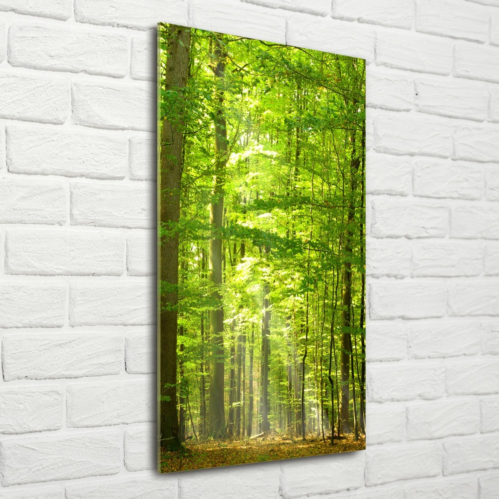 Acrylique tableau Forêt de hêtres