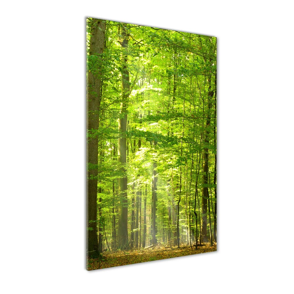 Acrylique tableau Forêt de hêtres