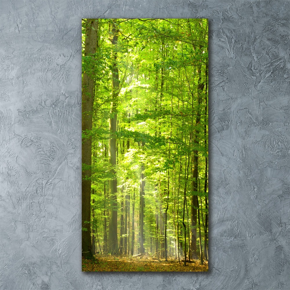 Acrylique tableau Forêt de hêtres