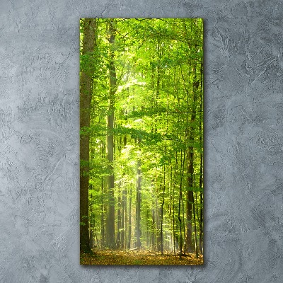 Acrylique tableau Forêt de hêtres