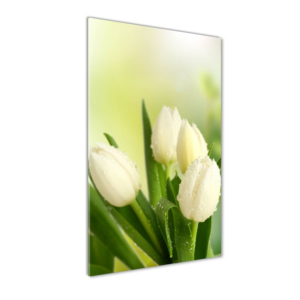 Tableau verre acrylique Tulipes blanches fleurs