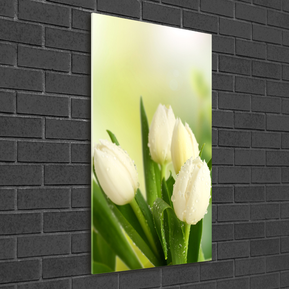 Tableau verre acrylique Tulipes blanches fleurs