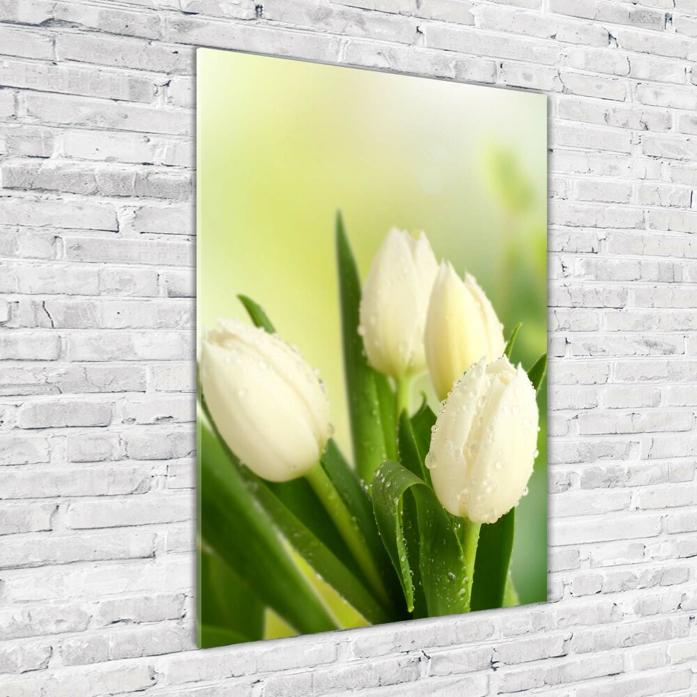 Tableau verre acrylique Tulipes blanches fleurs